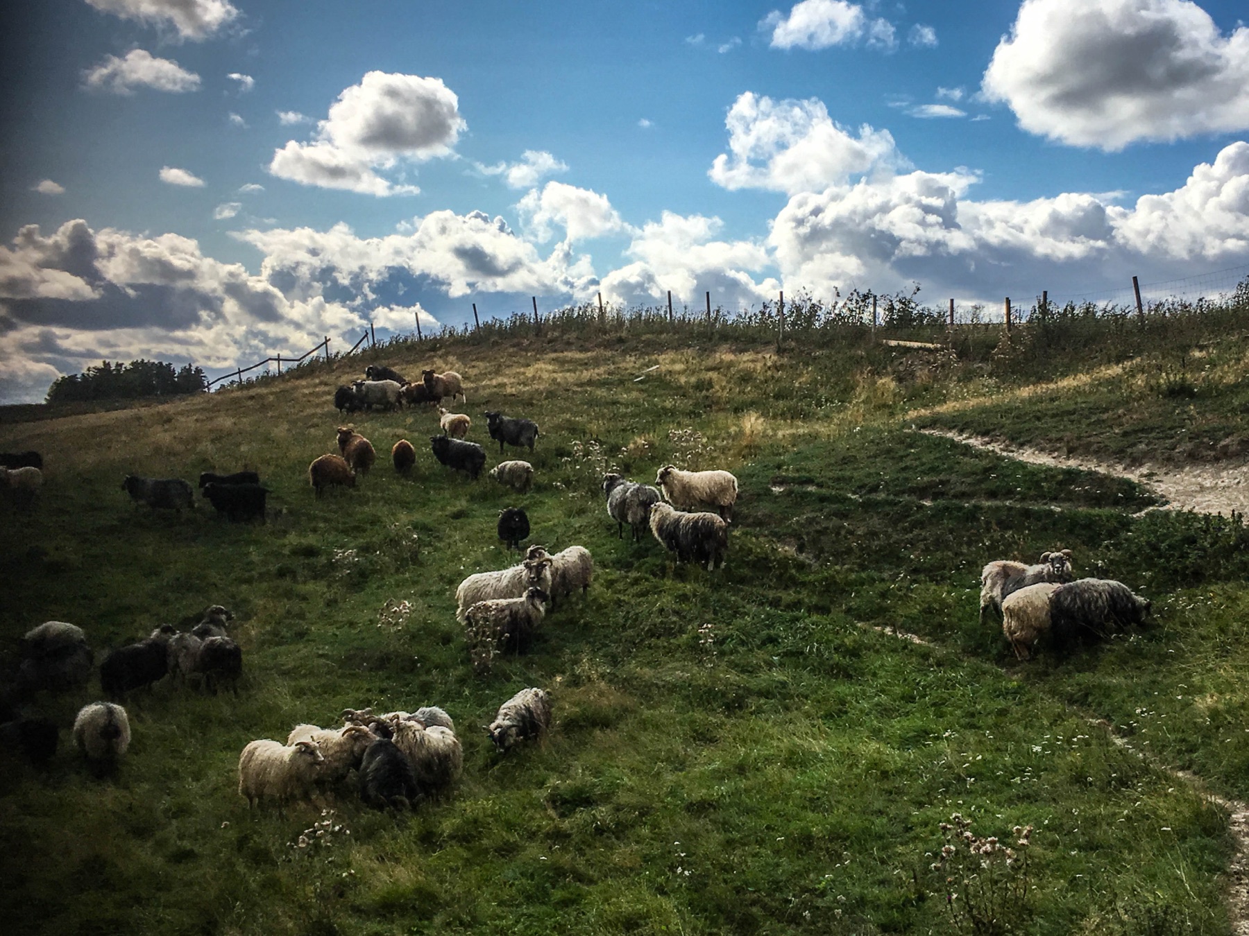 Sau på beite i det grønne romerikslandskapet